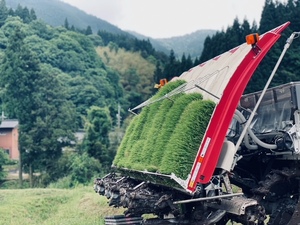 田植え②.jpeg