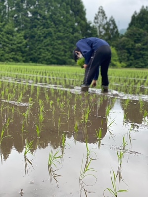 田植え③.jpeg