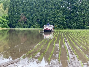 田植え④.jpeg